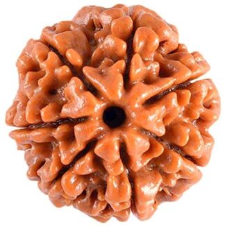 7 MUKHI RUDRAKSH Medium Size, Original Nepali Handpicked Rudraksh Bead, Natural and Lab Certified.